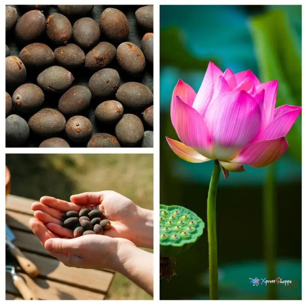 Japanese Bonsai Lotus Flower Seeds