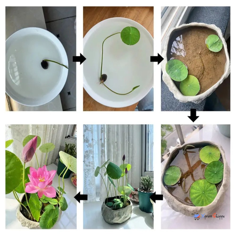 Japanese Bonsai Lotus Flower Seeds