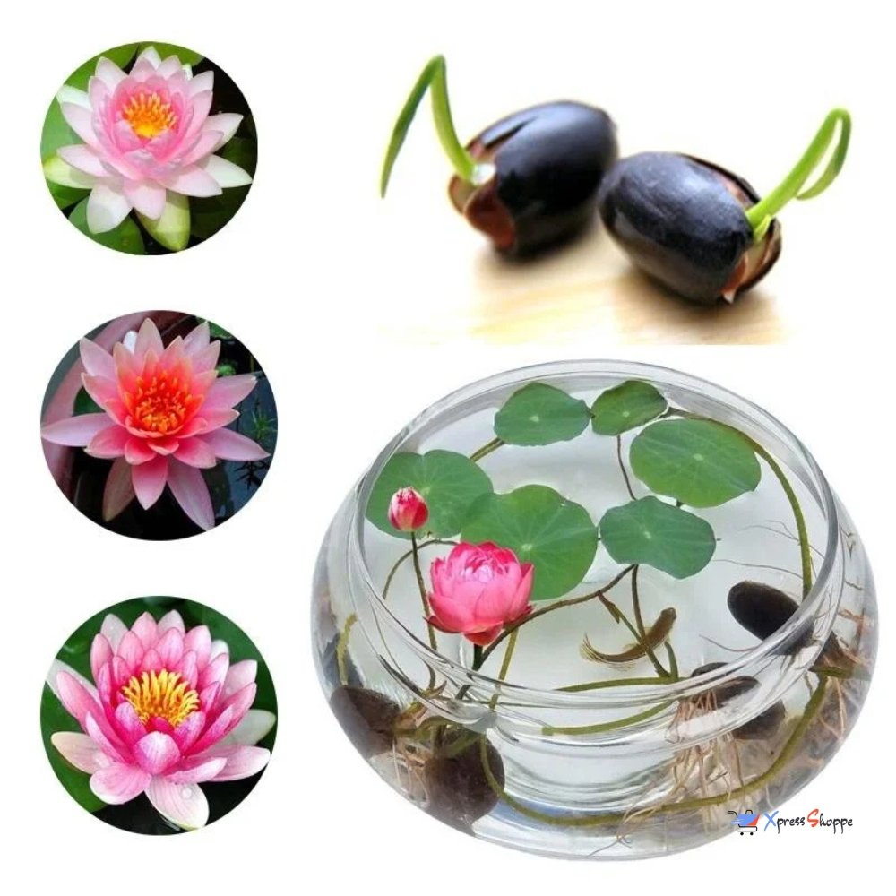 Japanese Bonsai Lotus Flower Seeds