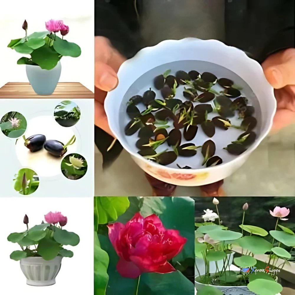 Japanese Bonsai Lotus Flower Seeds