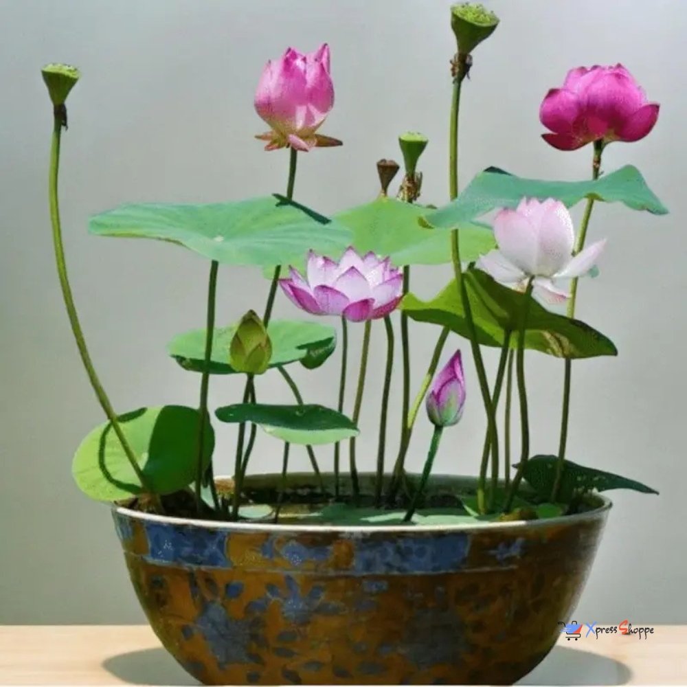 Japanese Bonsai Lotus Flower Seeds