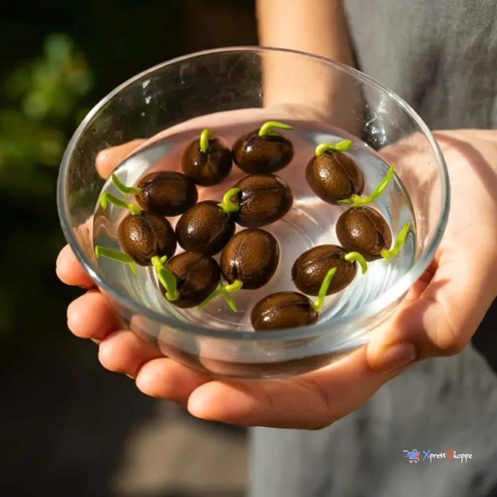 Japanese Bonsai Lotus Flower Seeds