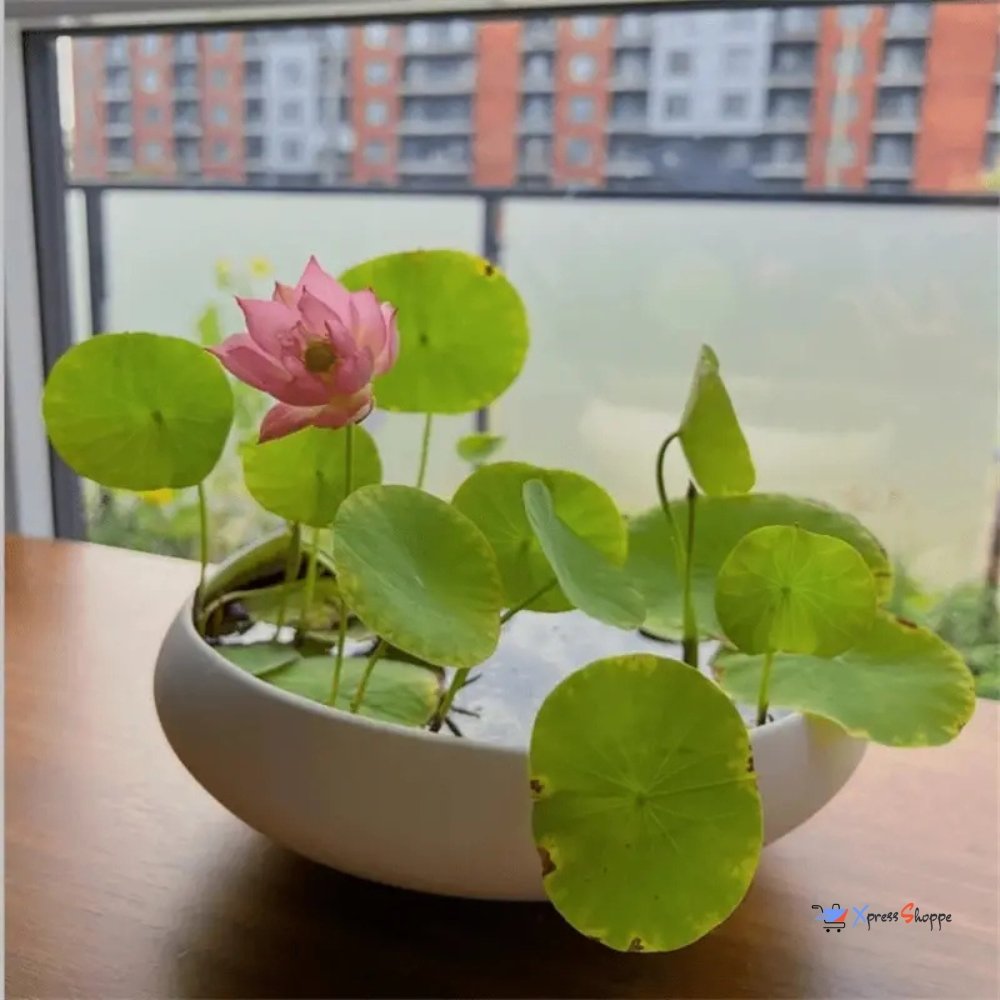 Japanese Bonsai Lotus Flower Seeds