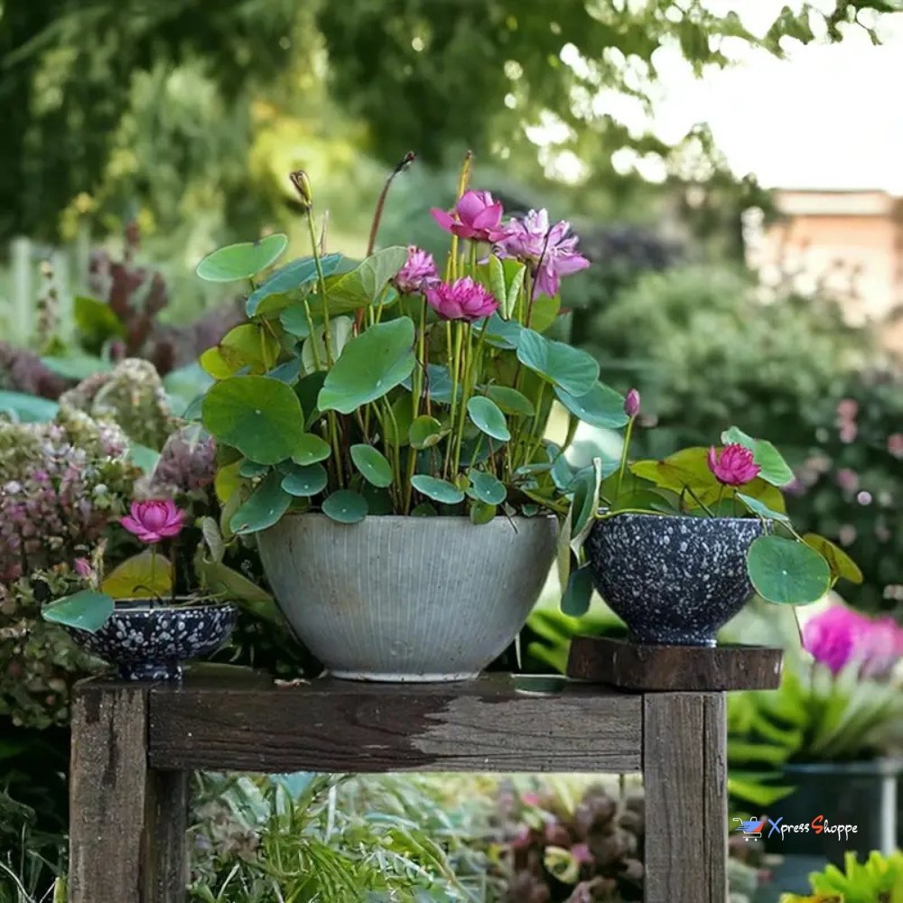 Japanese Bonsai Lotus Flower Seeds