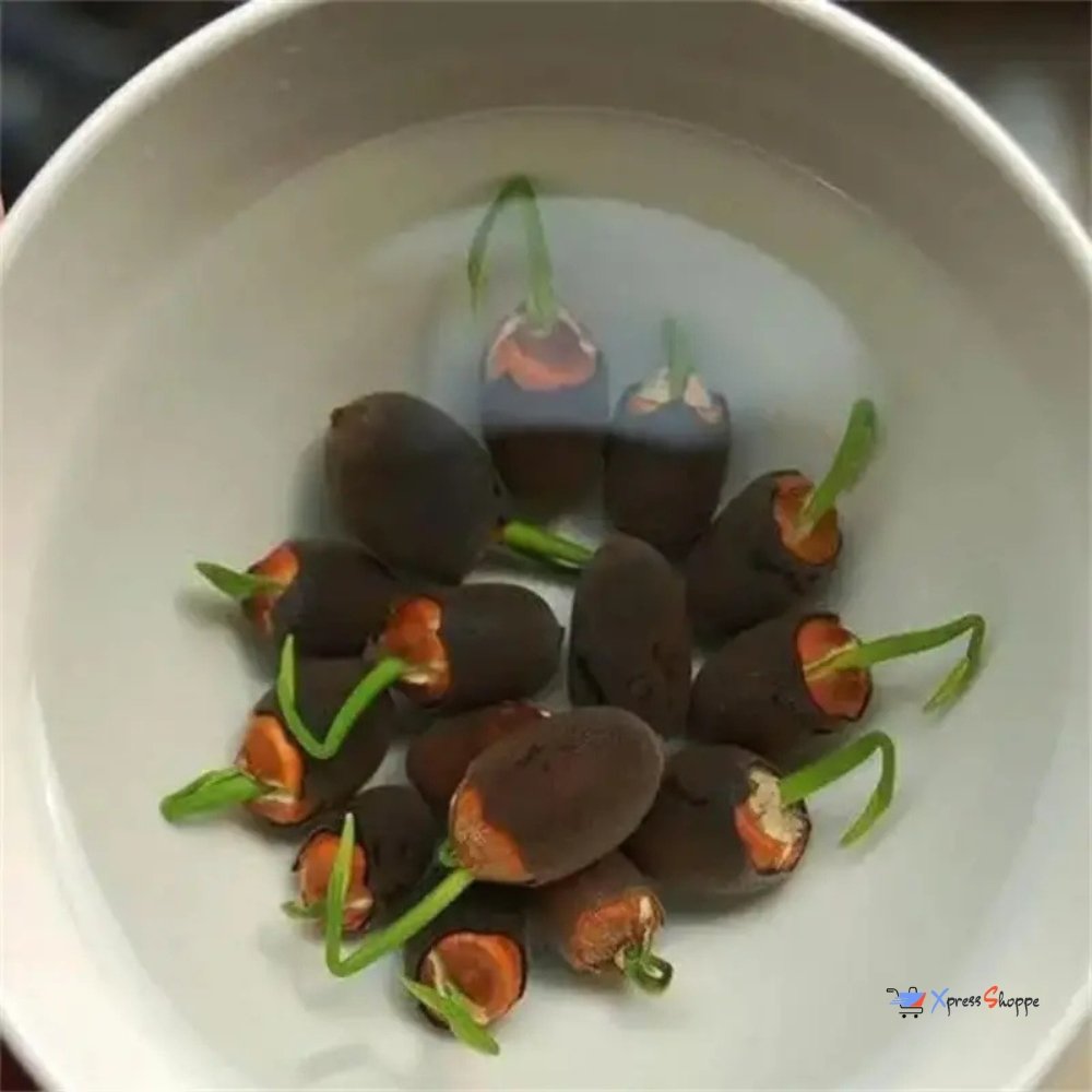 Japanese Bonsai Lotus Flower Seeds
