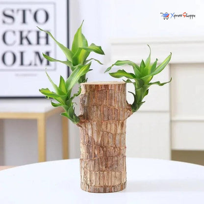 Brazilian Lucky Plant For Good Fortune, Prosperity & Decor