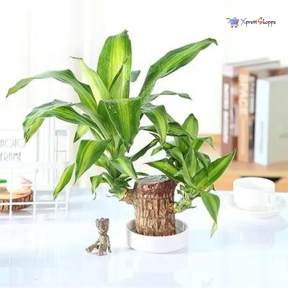 Brazilian Lucky Plant For Good Fortune, Prosperity & Decor